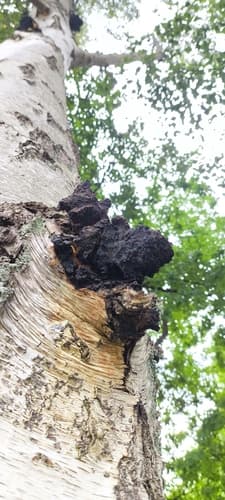 Błyskoporek podkorowy