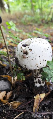 Pieczarka bulwiasta