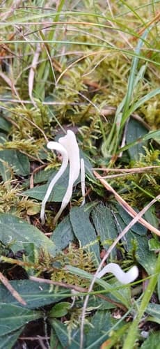 Clavaria falcata