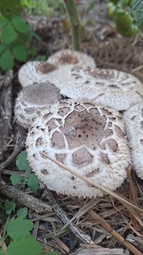 Chlorophyllum