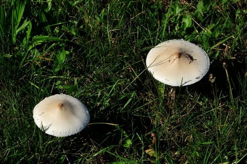 czubajka białotrzonowa