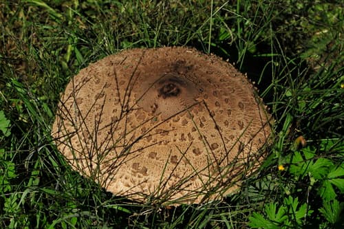 Czubajka kania