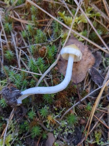 Inocybe