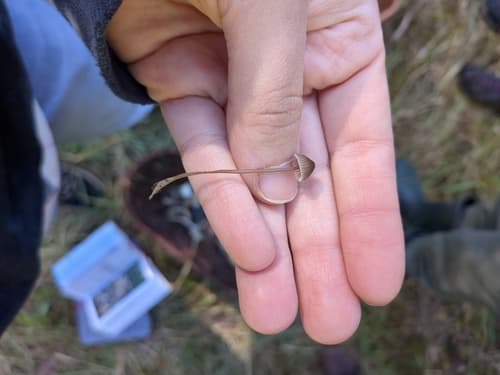 Mycena silvae-nigrae