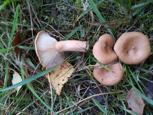 Russularia