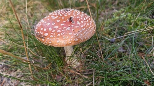 Muchomor czerwony