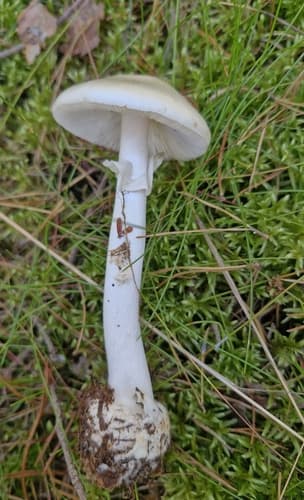 Muchomor cytrynowy