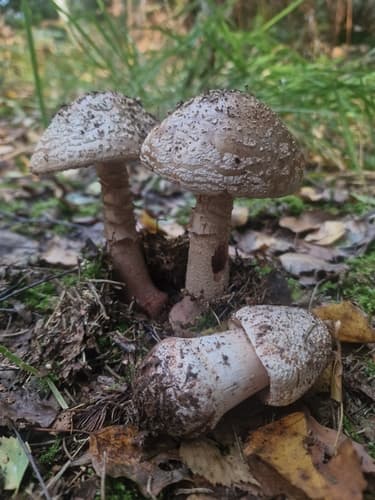 Muchomor czerwieniejący