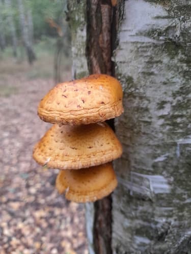 Adiposae