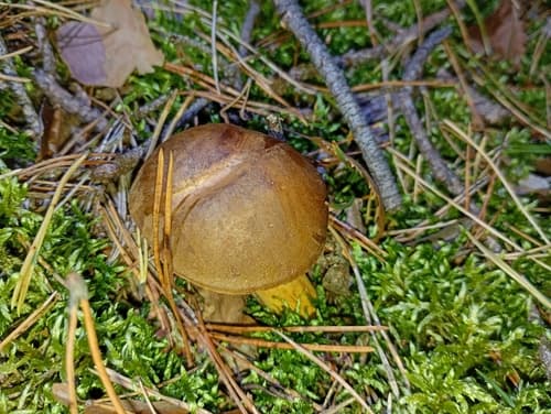 Podgrzybek brunatny