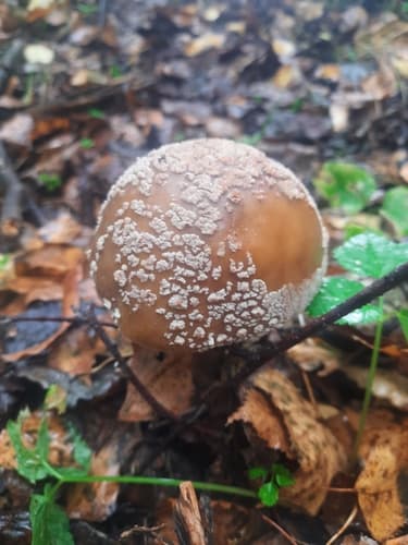 Muchomor czerwieniejący