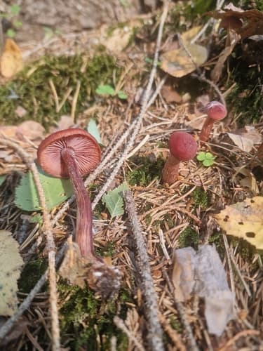 Agaricineae