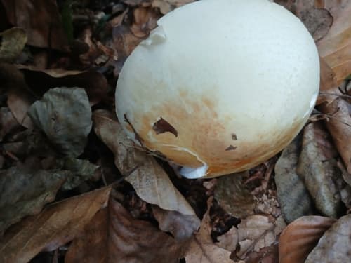 Lepiota ignivolvata