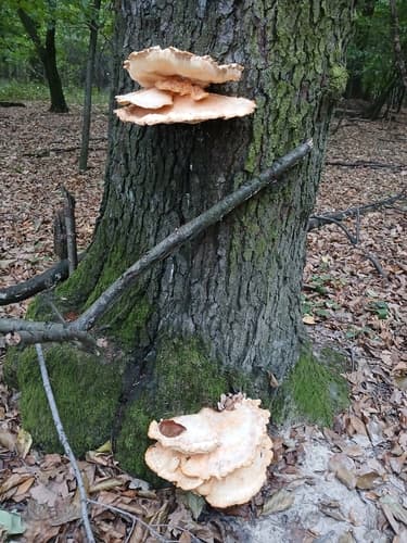 Żółciak siarkowy