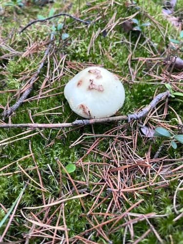 Muchomor cytrynowy