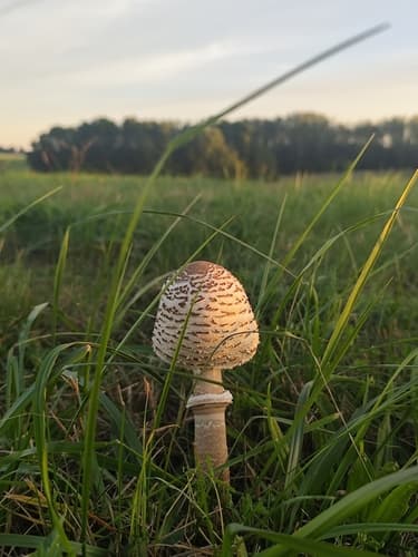Czubajka