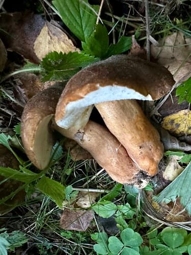 piaskowiec kasztanowaty