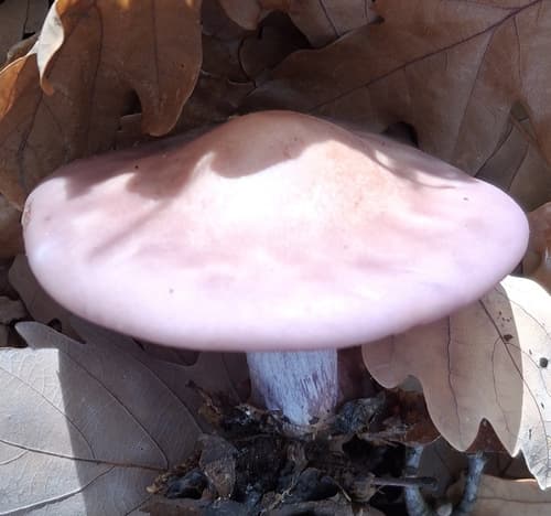 Collybia