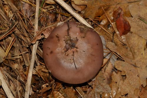 Gąsówka Fioletowawa