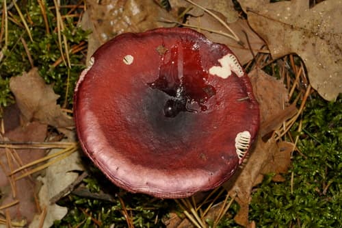 Gołąbek ciemnopurpurowy