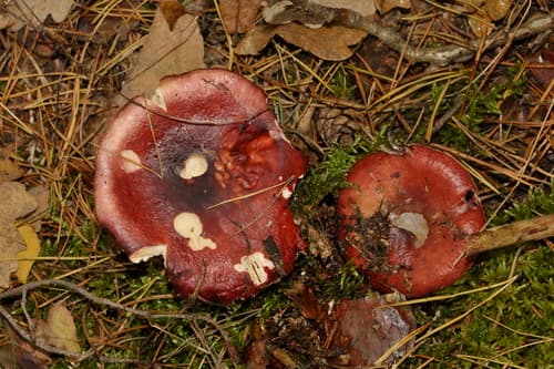 Gołąbek