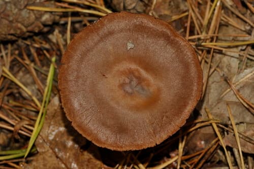 zasłonak purpurowoblaszkowy
