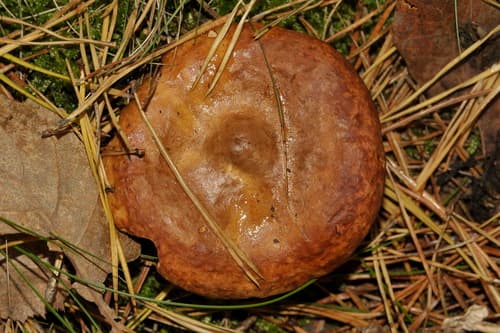 Pieczarniaki