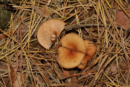 Mleczaj siarkowy