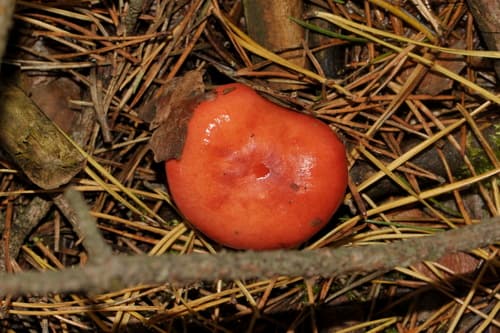 Gołąbek krwisty