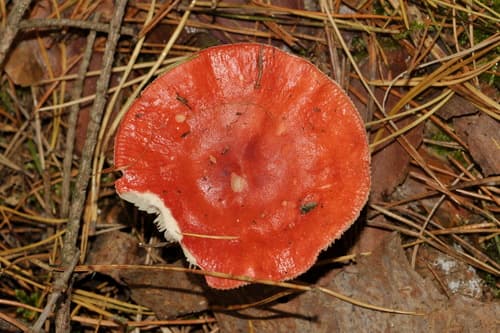 Gołąbek krwisty