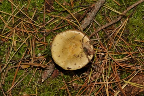 Gołąbek brudnożółty
