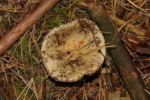Gołąbek podpalany