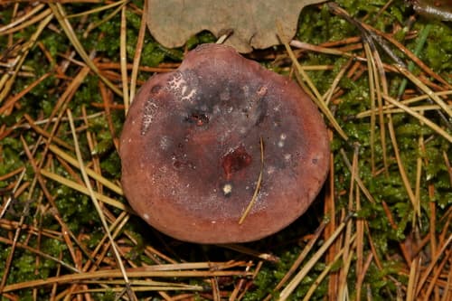 Gołąbek skromny