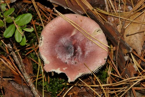 Gołąbek