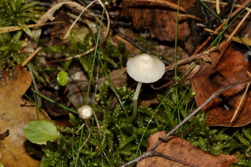 Grzybówka cytrynowa