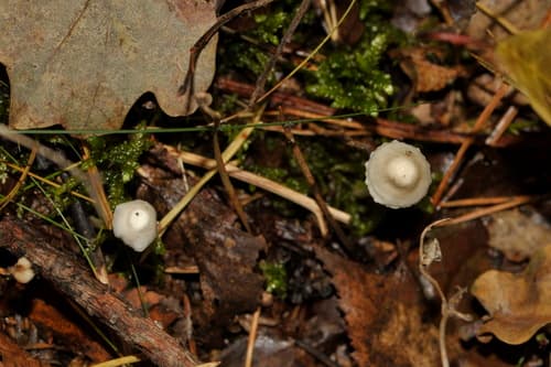 Grzybówka cytrynowa