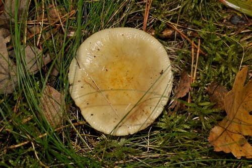 Gołąbek brudnożółty