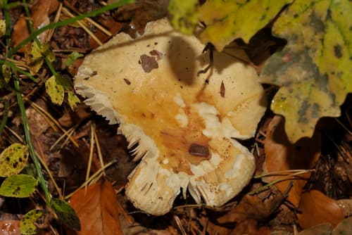 Gołąbek brudnożółty