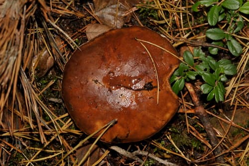 Podgrzybek brunatny
