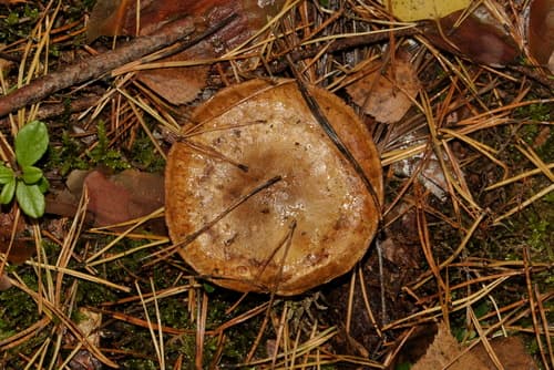 Krowiak podwinięty