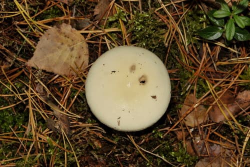 Muchomor cytrynowy