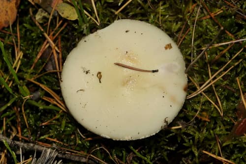 Muchomor cytrynowy