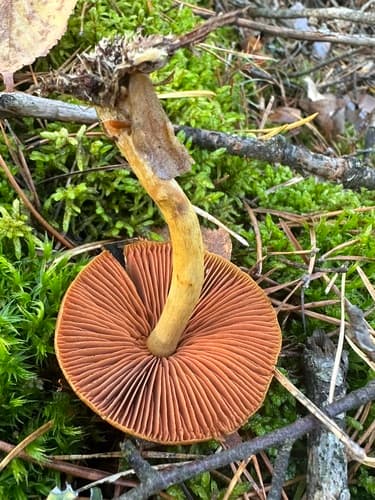 Dermocybe