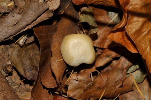 Collybia irina