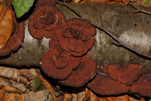 Gmatwica chropowata