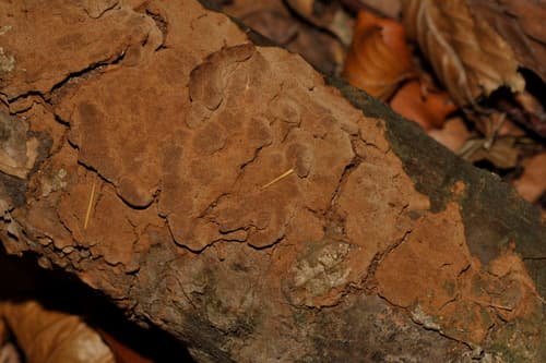 Rdzawoporka drobnopora