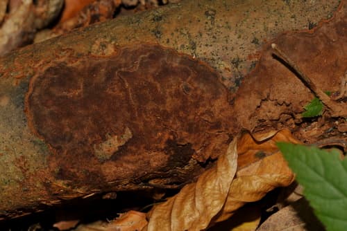 Rdzawoporka drobnopora
