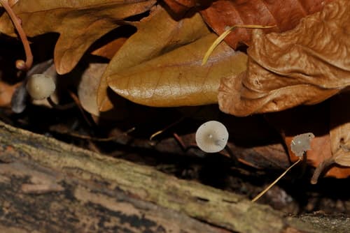 Mycena vitilis