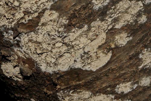 Hyphodontia