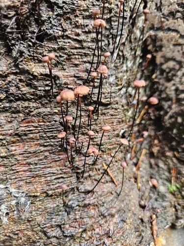 Gymnopus